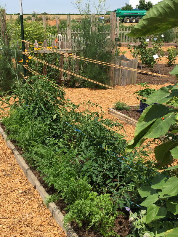 companion-planting-2.jpg